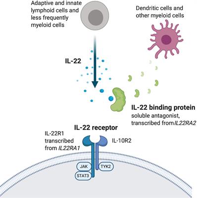 Interleukin-22 Influences the Th1/Th17 Axis